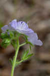 Fuzzy phacelia